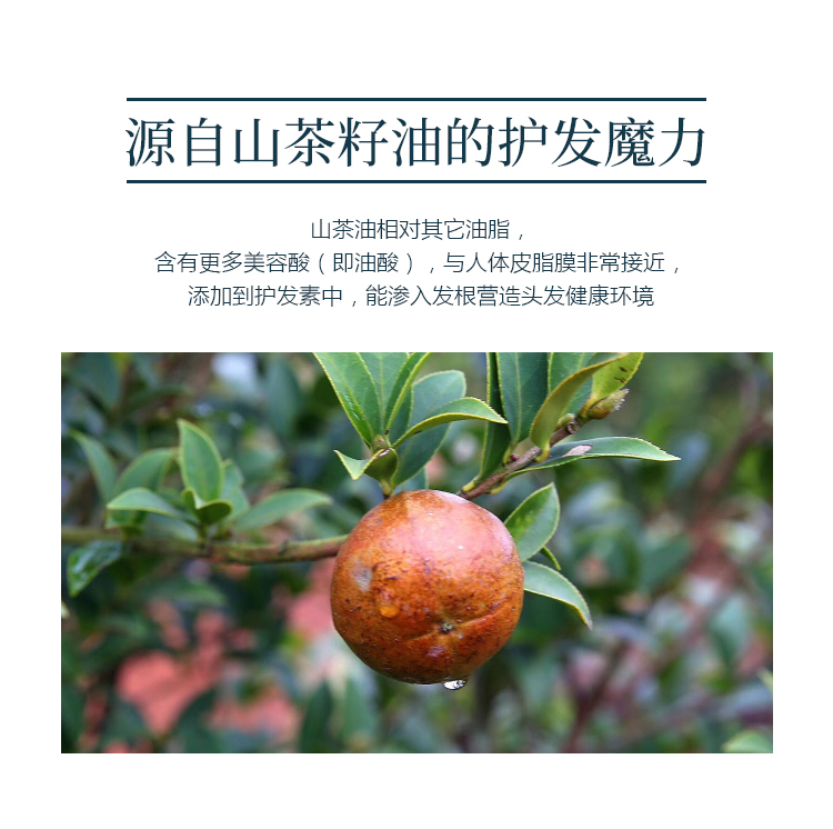 青彩山茶洗发水护发素山茶油洗发系列