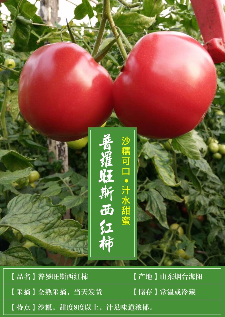 山东普罗旺斯西红柿4斤（原产地直发）