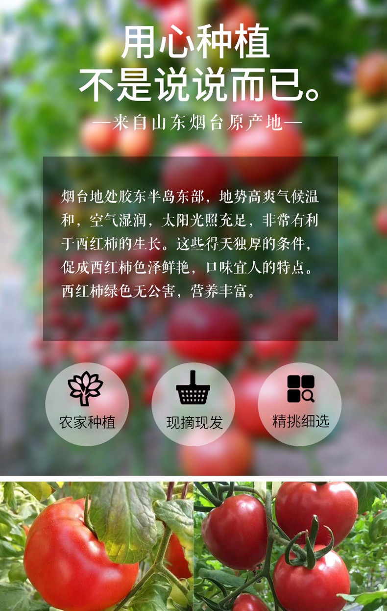 山东普罗旺斯西红柿4斤（原产地直发）