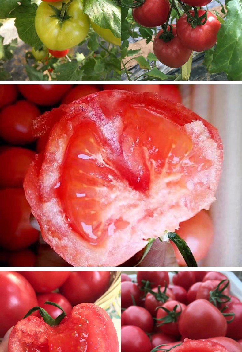 山东普罗旺斯西红柿4斤（原产地直发）