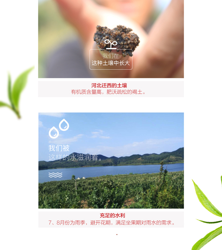 迁西板栗仁   熟板栗仁   （产地直发）