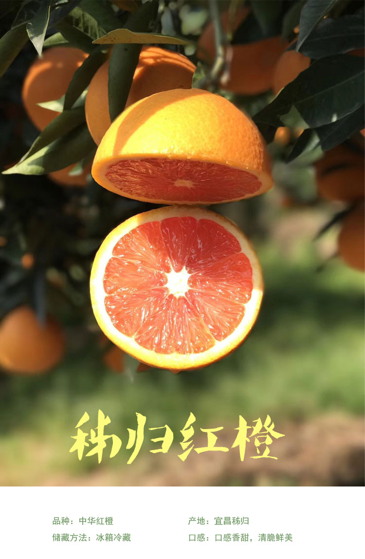 湖北秭归 中华红橙雪橙血橙（原产地发货）