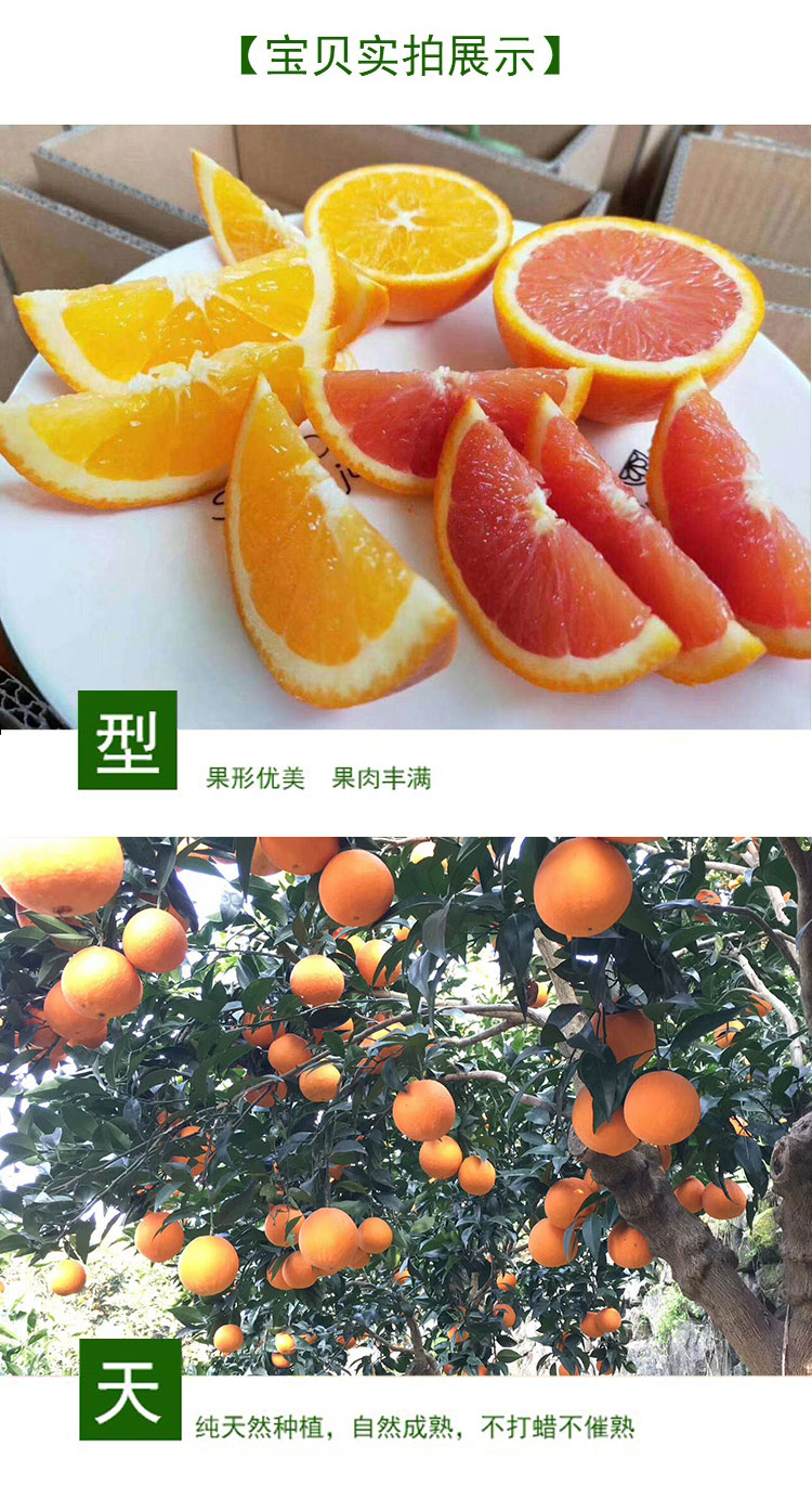 湖北秭归 中华红橙雪橙血橙（原产地发货）