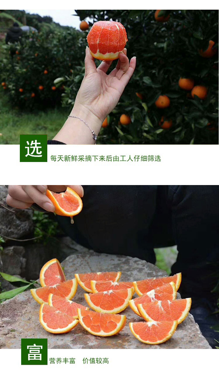 湖北秭归 中华红橙雪橙血橙（原产地发货）