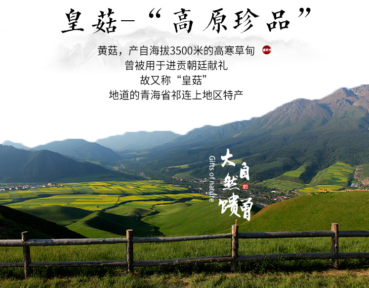 特价！青海祁连野生草原皇菇黄蘑菇（青海产地直发）