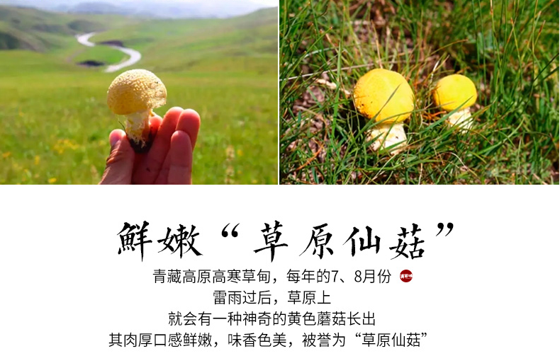特价！青海祁连野生草原皇菇黄蘑菇（青海产地直发）