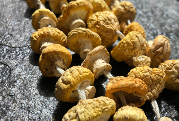 特价！青海祁连野生草原皇菇黄蘑菇（青海产地直发）