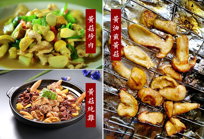 特价！青海祁连野生草原皇菇黄蘑菇（青海产地直发）