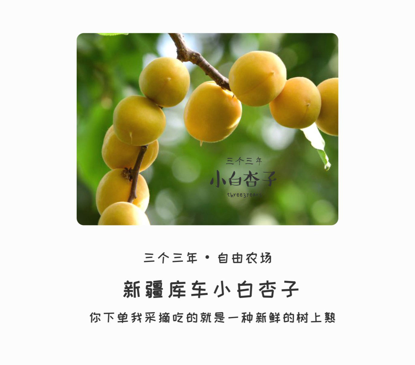 预售特价 三个三年西怀风味新疆库车小白杏子（原产地发货）
