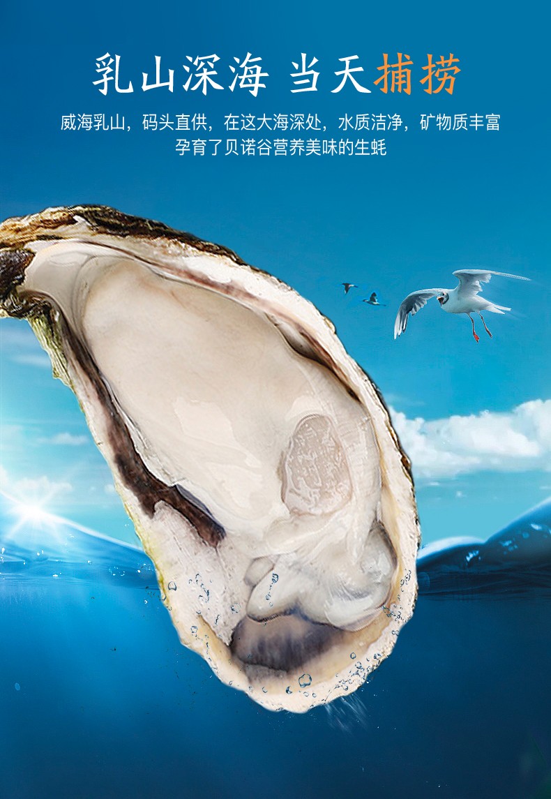 特价 鲜活乳山生蚝牡蛎（原产地库）