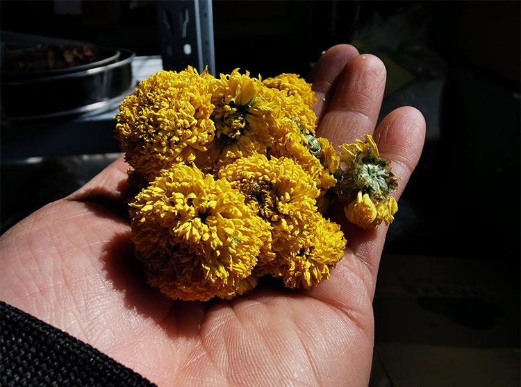 广东球菊（武汉库包邮） 2罐装