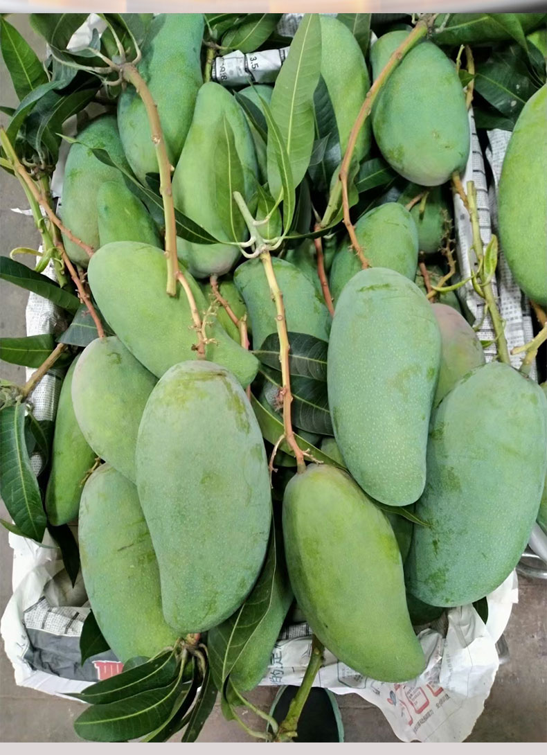 云南西双版纳大青芒（原产地发货）