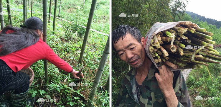 江西上饶三清山 干笋尖片（武汉库包邮）