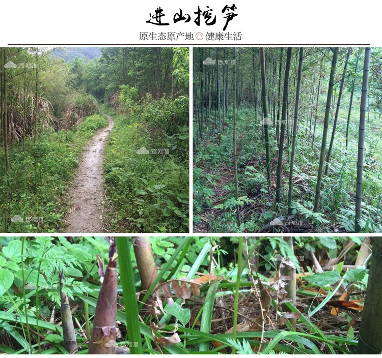 江西上饶三清山 干笋尖片（武汉库包邮）