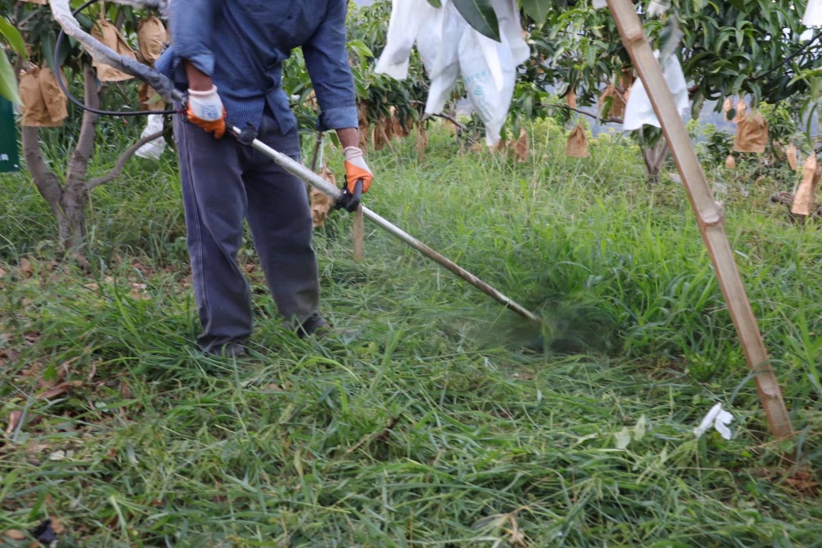 攀枝花梨芒芒果（原产地发货）