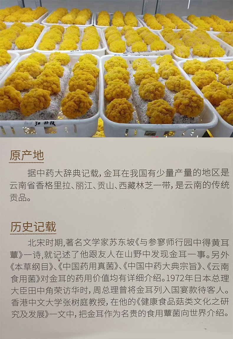 云南特产新鲜黄金耳脑耳黄金耳（顺丰包邮）