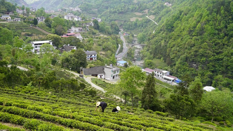 2024年 早春新茶 湖北五峰毛尖绿茶（武汉库包邮）