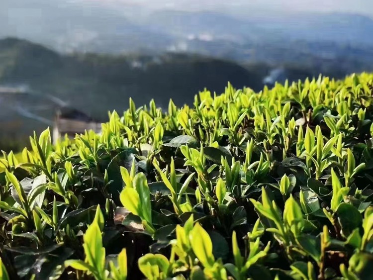 2024年 早春新茶 湖北五峰毛尖绿茶（武汉库包邮）