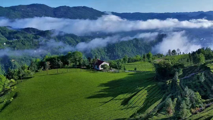 2024年 早春新茶 湖北五峰毛尖绿茶（武汉库包邮）