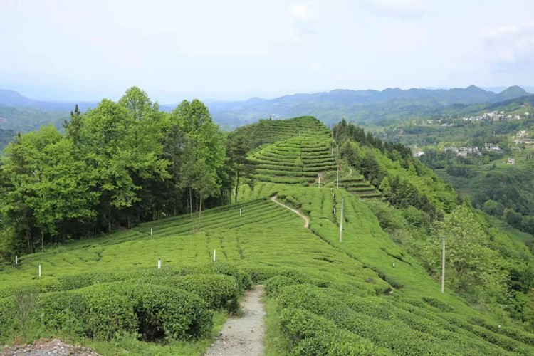 2024年 早春新茶 湖北五峰毛尖绿茶（武汉库包邮）