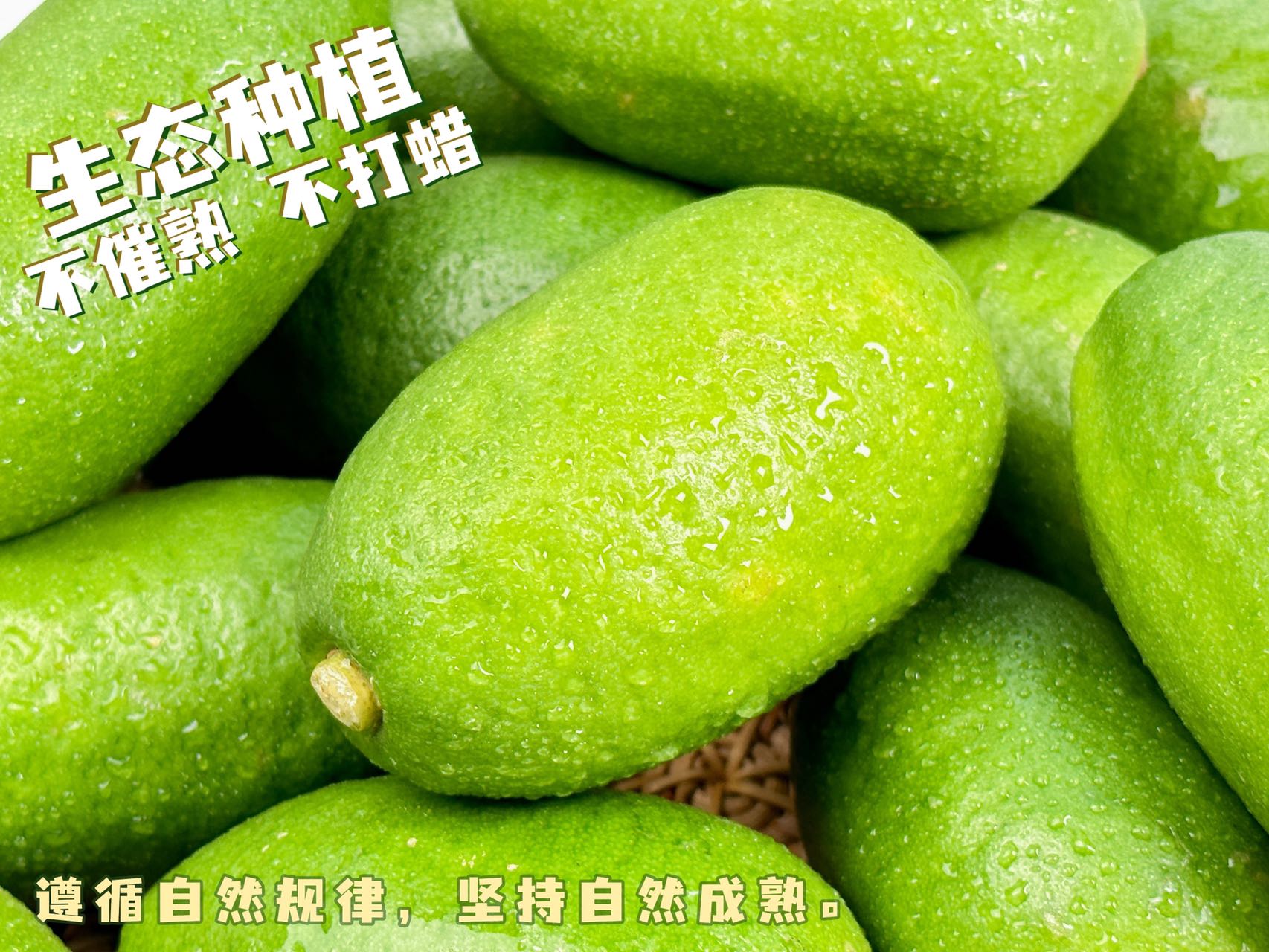 新品特价13-15号 广西子弹头无籽香水柠檬 青柠檬（原产地发货）