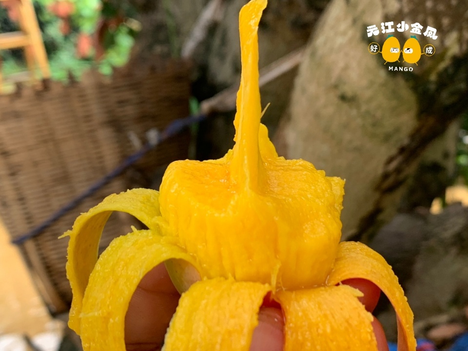 新品特价2-5号 云南元江小金凤芒果 树上熟（原产地发货）