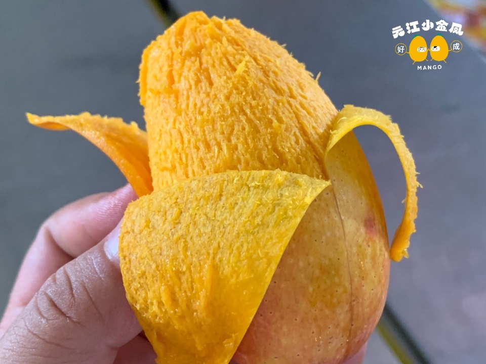 新品特价2-5号 云南元江小金凤芒果 树上熟（原产地发货）