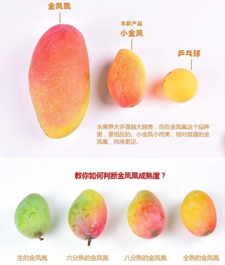 新品特价2-5号 云南元江小金凤芒果 树上熟（原产地发货）
