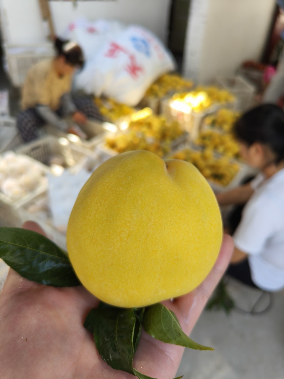 徐州大沙河贵族黄桃 （原产地发货）