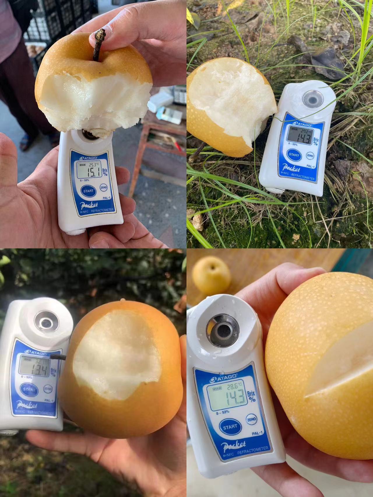 山东莱西秋月梨（原产地发货）