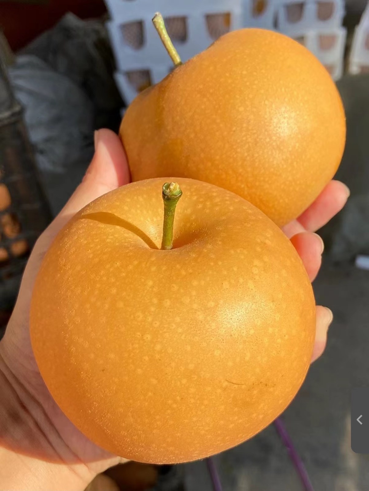 山东莱西秋月梨（原产地发货）