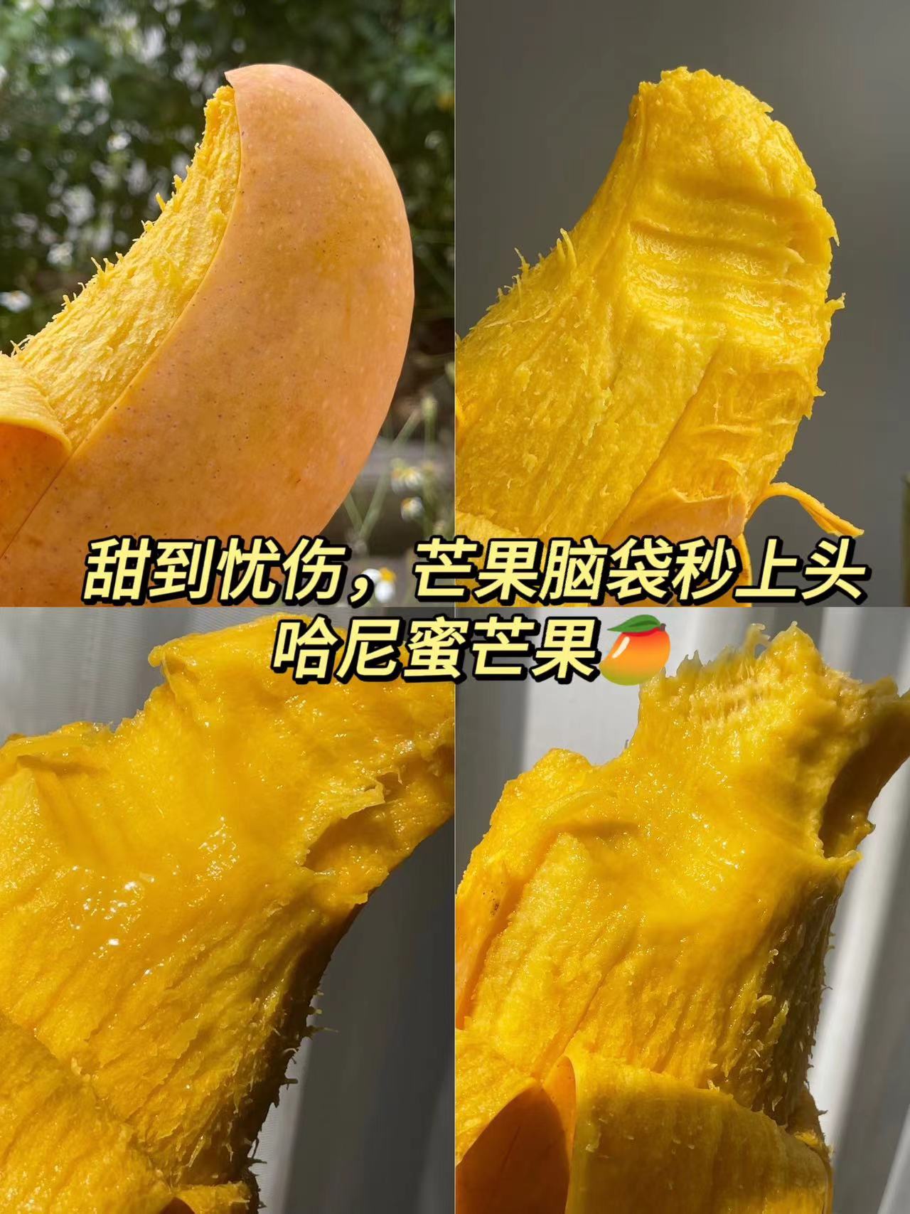 云南哈尼蜜芒 芒果（原产地发货）