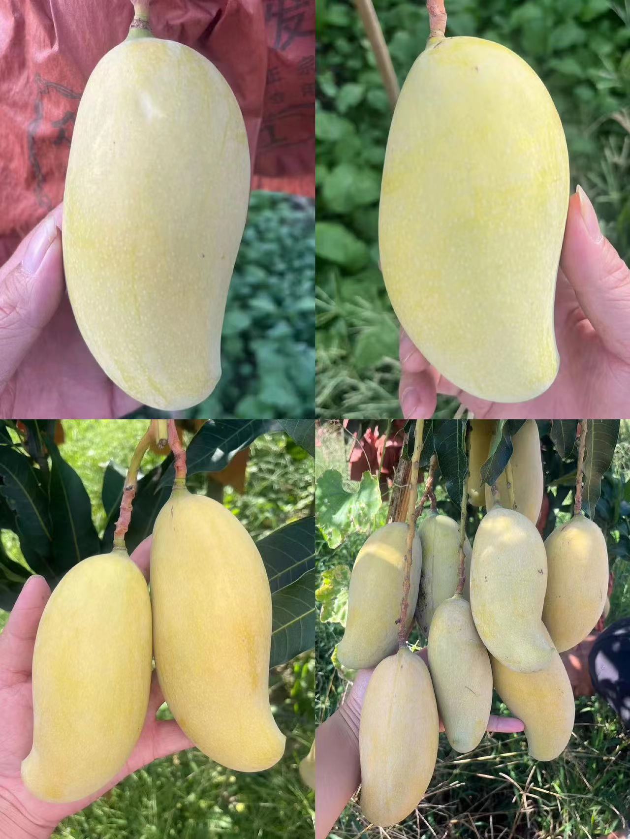 云南哈尼蜜芒 芒果（原产地发货）