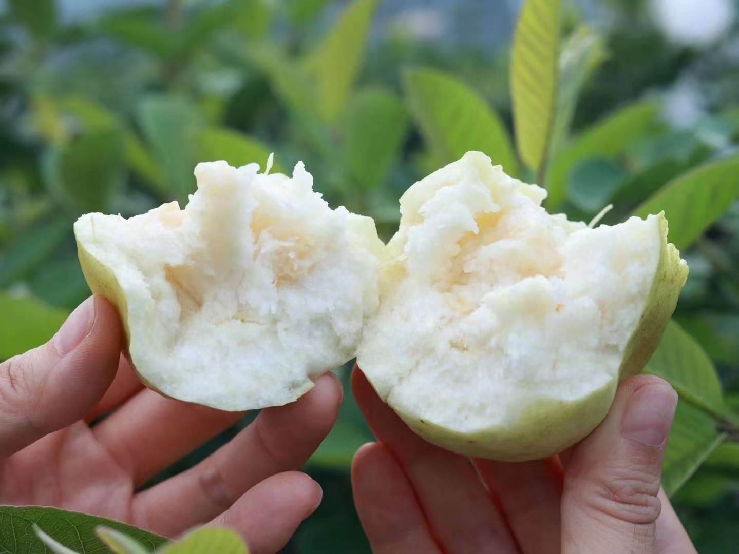 广东潮汕精品软芭乐 红心芭乐 奶油芭乐 番石榴（原产地直发）