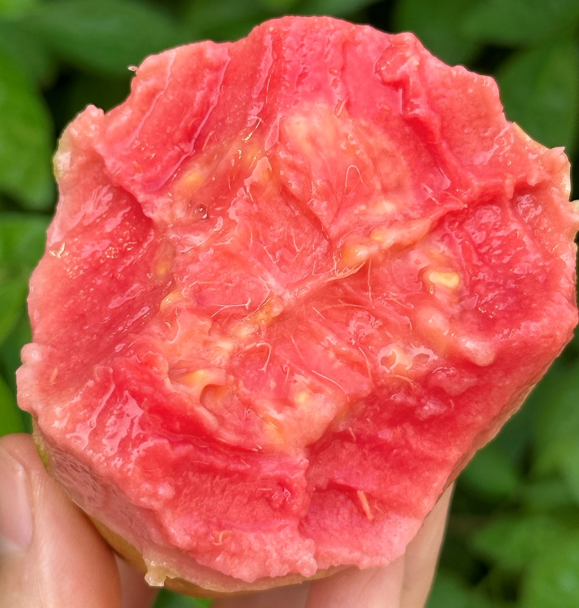 广东潮汕精品软芭乐 红心芭乐 奶油芭乐 番石榴（原产地直发）
