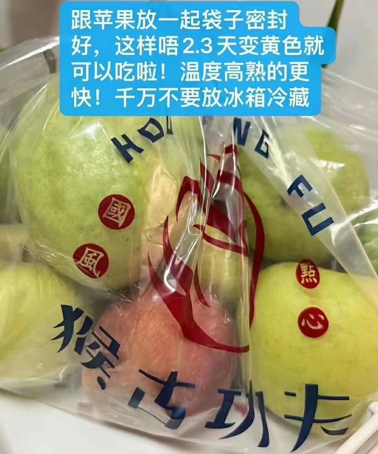 广东潮汕精品软芭乐 红心芭乐 奶油芭乐 番石榴（原产地直发）
