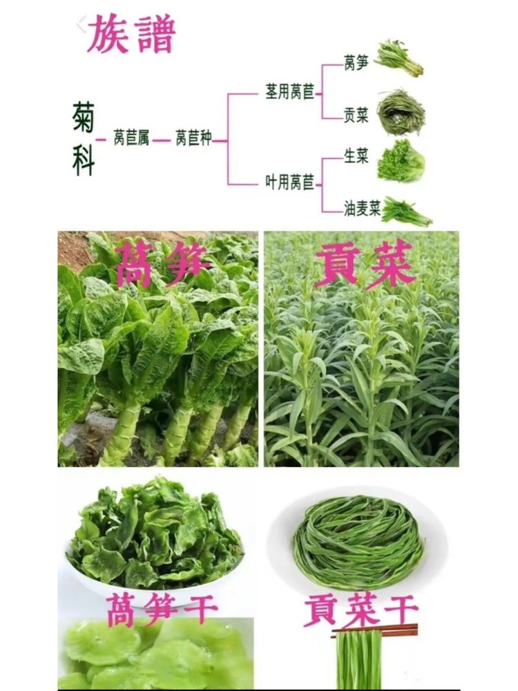 云南高山贡菜 贡菜干（原产地发货）