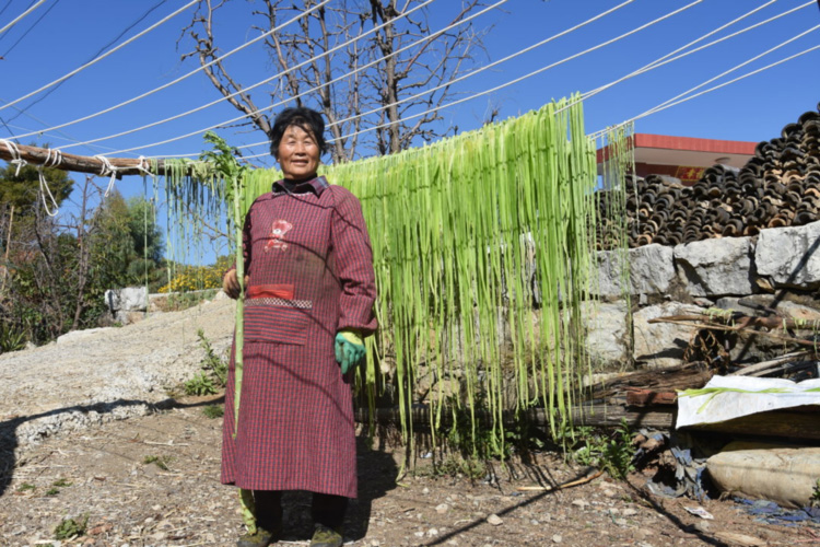 云南高山贡菜 贡菜干（原产地发货）