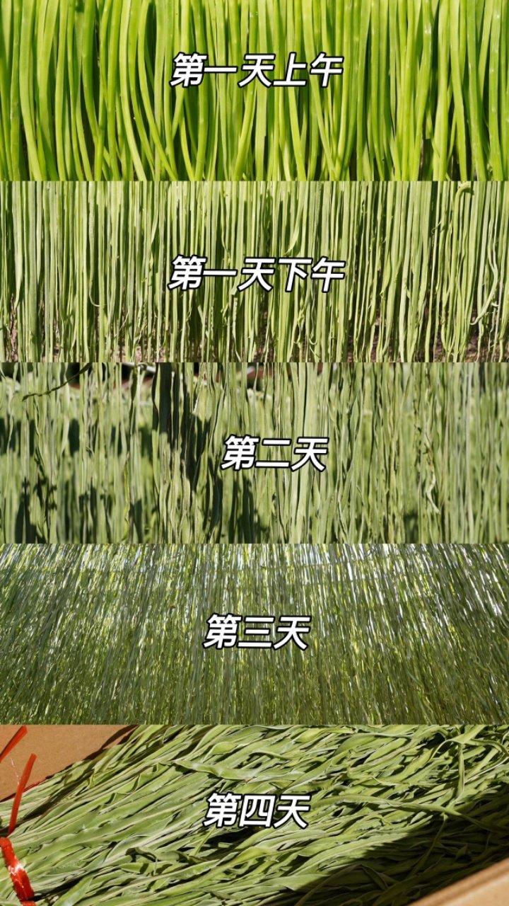 云南高山贡菜 贡菜干（原产地发货）