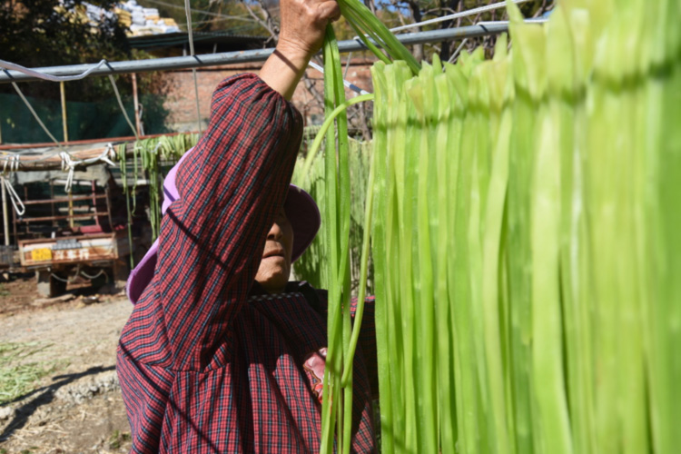 云南高山贡菜 贡菜干（原产地发货）