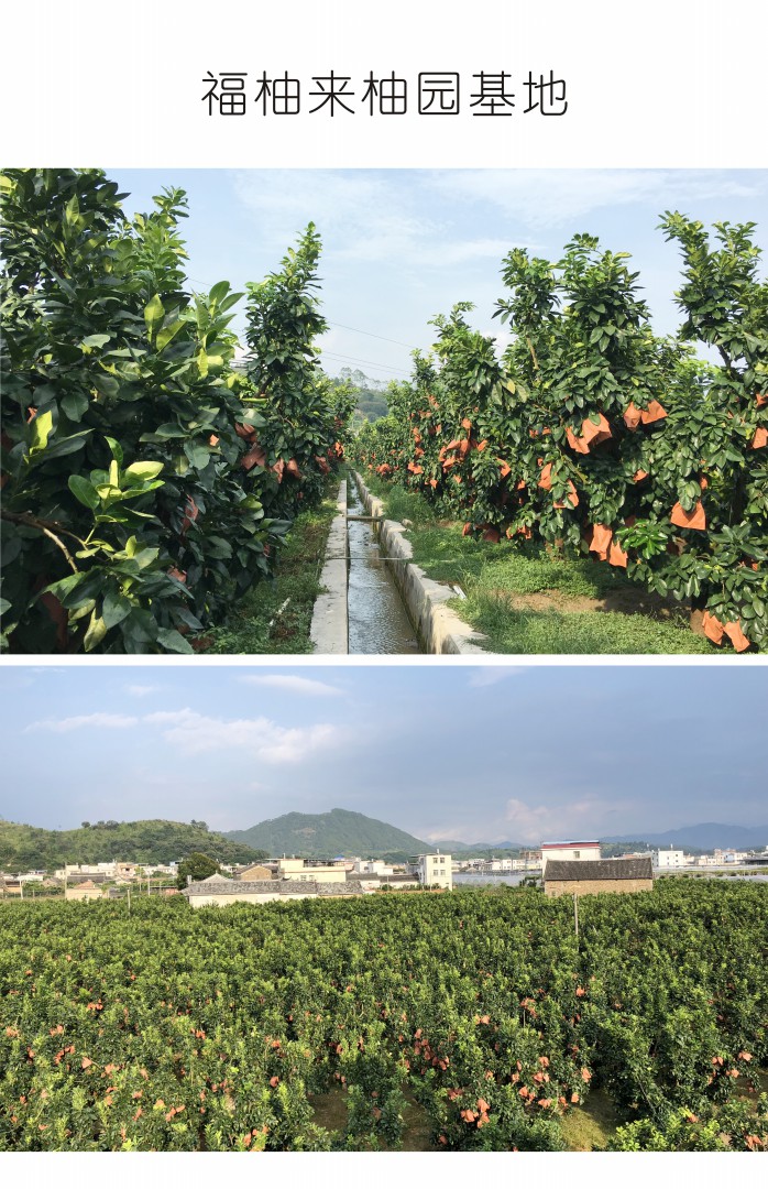 广东梅州大埔 红心蜜柚（原产地发货）