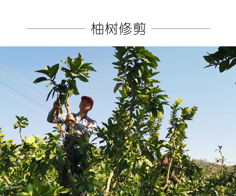 广东梅州大埔 红心蜜柚（原产地发货）
