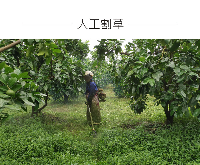广东梅州大埔 红心蜜柚（原产地发货）