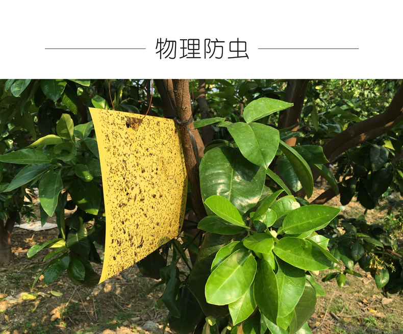 广东梅州大埔 红心蜜柚（原产地发货）
