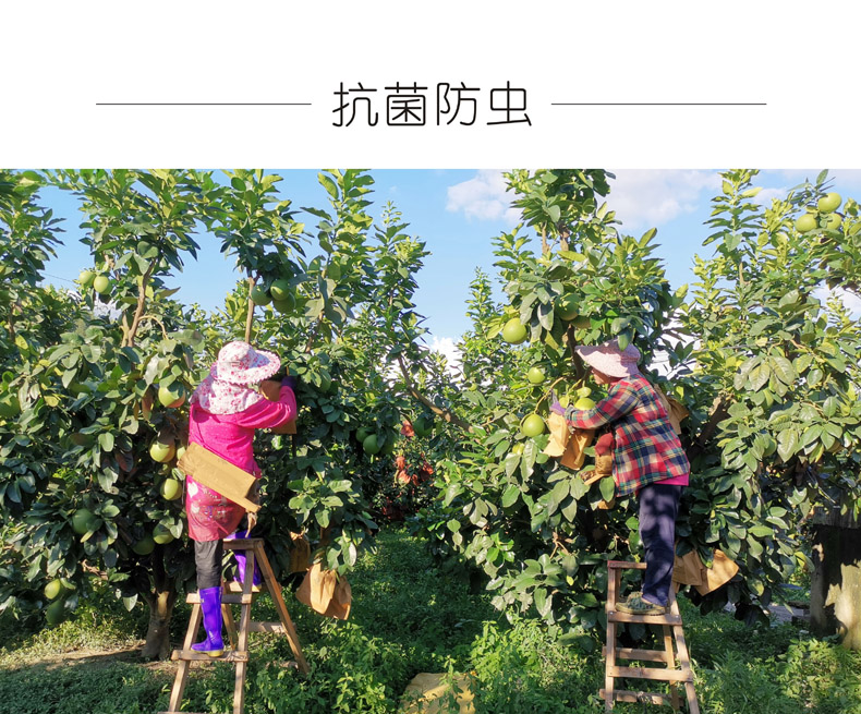 广东梅州大埔 红心蜜柚（原产地发货）