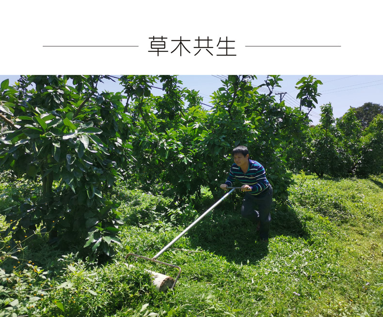 广东梅州大埔 红心蜜柚（原产地发货）
