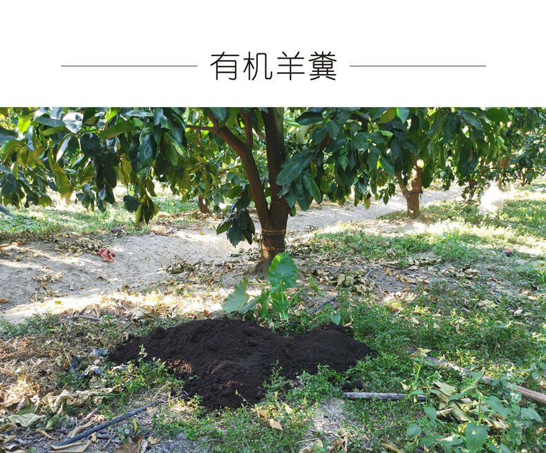 广东梅州大埔 红心蜜柚（原产地发货）