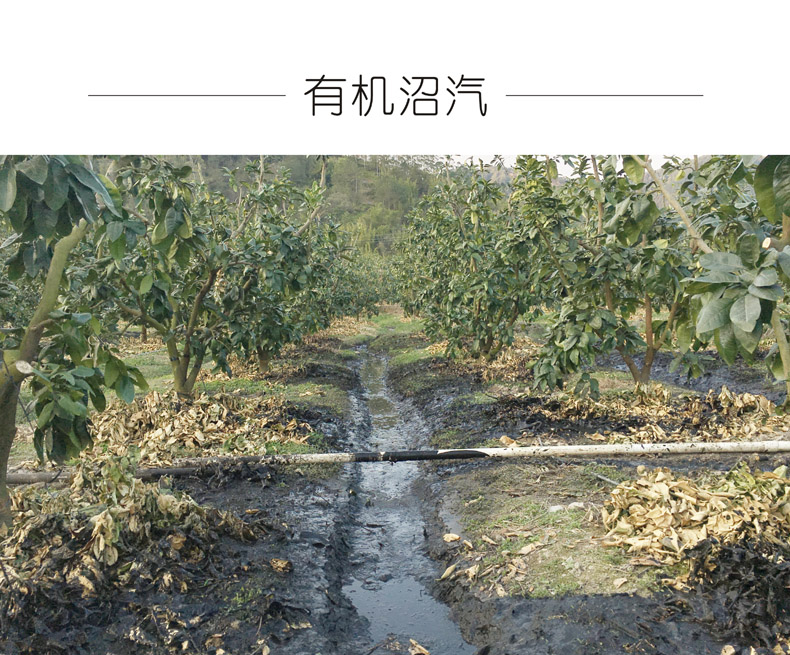 广东梅州大埔 红心蜜柚（原产地发货）