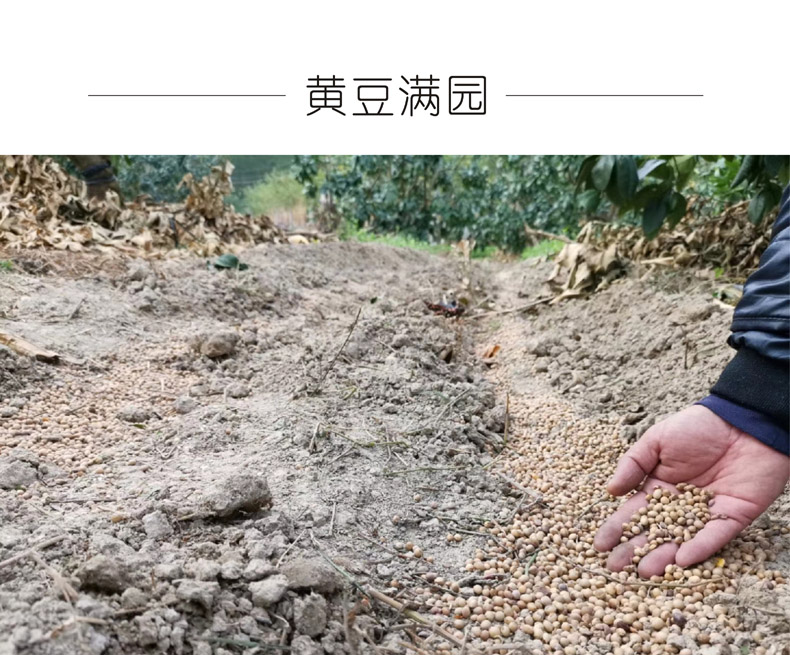 广东梅州大埔 红心蜜柚（原产地发货）