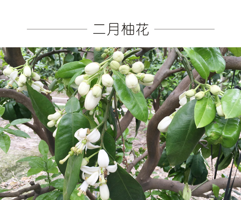 广东梅州大埔 红心蜜柚（原产地发货）